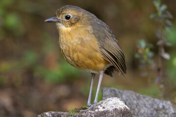 Tawny Antpitta perched on a rock
