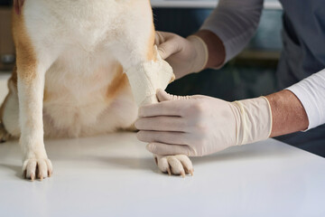 Unknown doctor putting bandage on paw of dog patient sitting on examination table at vet clinic