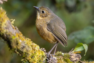 Tawny Antpitta perched on a moss-covered branch