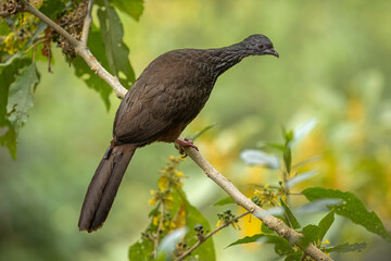 Andean Guan perched on a branch in a natural setting