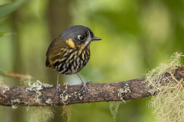 Crescent-faced Antpitta perched on a moss-covered branch