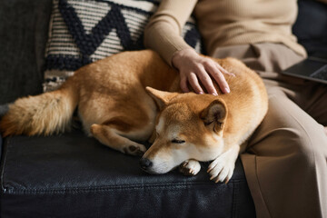 Shiba inu sleeping nearby its caucasian female owner on couch at home
