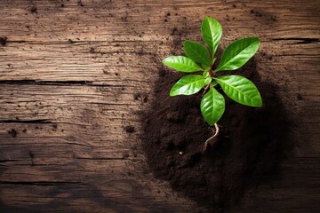 Naklejka premium Plant leaves transplantation, little tree, ground, roots, wooden background, copy space, space for text, spring gardening, botanical, floral, herbs growing