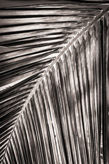 Close up of a Palm Leaf in Grand Cayman