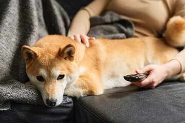 Shiba inu dog lying on sofa with unrecognizable female owner lying nearby watching tv