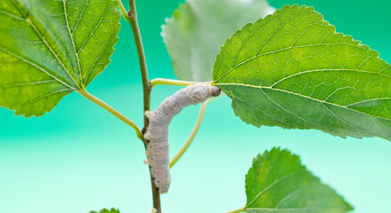 One silkworm eating mulberry leaves