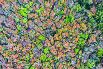 Bird's-eye view of leaves changing color