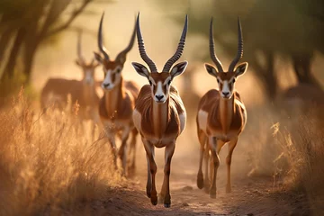 Papier Peint photo autocollant Antilope Antelopes walks through Africa