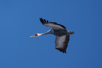재두루미 white-naped crane