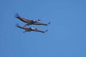 재두루미 white-naped crane