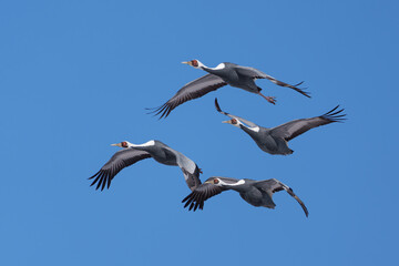 재두루미 white-naped crane