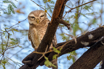 spotted owlet (Athene brama), Keoladeo Ghana National Park (Bharatpur Bird Sanctuary)