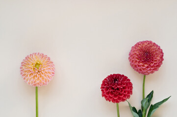 Soft red, pink and light peach dahlia flowers on light creamy neutral background. Minimalist floral...