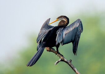 Oriental darter (Anhinga melanogaster), Keoladeo Ghana National Park (Bharatpur Bird Sanctuary), India