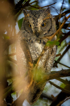 oriental scops owl (Otus sunia), Keoladeo Ghana National Park (Bharatpur Bird Sanctuary)