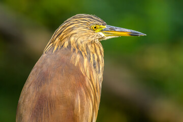 Indian pond heron (Ardeola grayii), Keoladeo Ghana National Park (Bharatpur Bird Sanctuary)