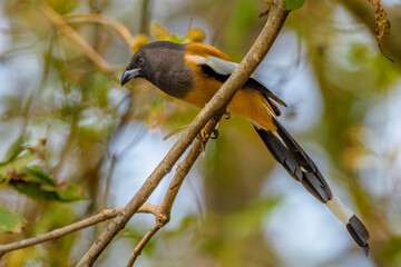 Rufous treepie (Dendrocitta vagabunda), Keoladeo Ghana National Park (Bharatpur Bird Sanctuary)