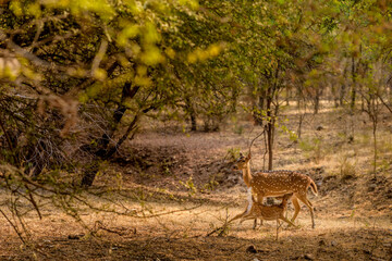 Spotted deer, mother with a suckling calf, Ranthambore
