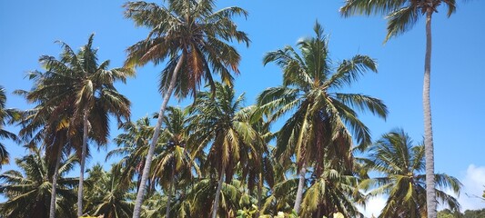Fototapeta premium praia de alagoas