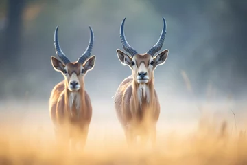 Foto auf Leinwand sable antelopes breath visible in the cold morning air © altitudevisual