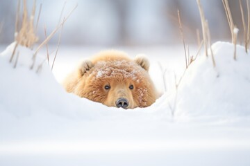 glimpse of hibernating bear through snow mound - obrazy, fototapety, plakaty