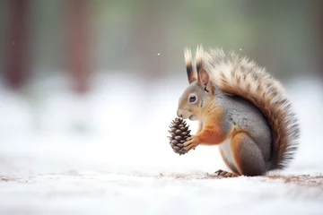 Foto op Canvas squirrel nibbling a pine cone in snow © altitudevisual