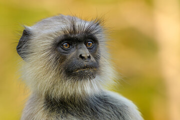 Gray langur (Semnopithecus), Hanuman langur, Ranakpur, Rajasthan, India,