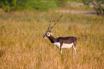Blackbuck, Bishnoi Village, Jodhpur, Rajasthan