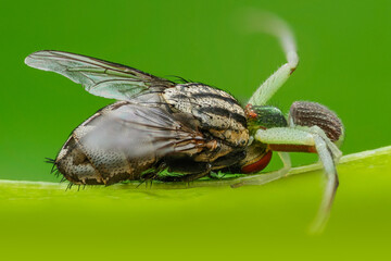 macro of a spider whit it's prey