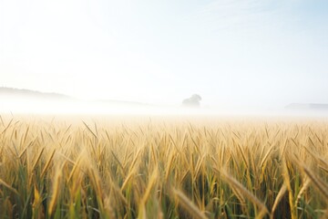 Obraz premium fog hovering over a field of wheat
