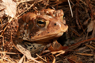 American Toad, Anaxyrus americanus, Adirondack Forest Preserve, New York, USA