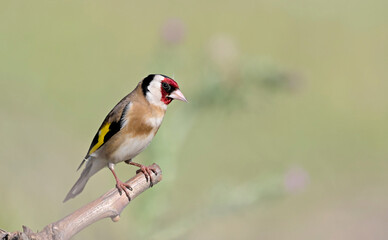 Obraz premium European Goldfinch (Carduelis carduelis), Greece