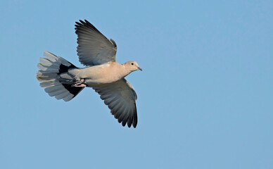 Collared Dove (Streptopelia decaocto), Crete 