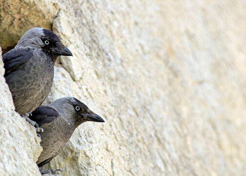 Eurasian Jackdaw (Corvus monedula), Greece