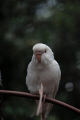 parakeet love bird