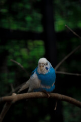 parakeet love bird