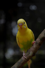parakeet love bird