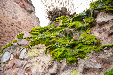 Moss and plants on an old castle wall