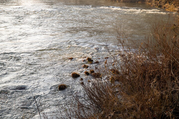 Strong river current with lots of rocks and shrubs in winter