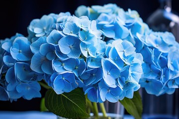 Blue hydrangea flowers on a blue background