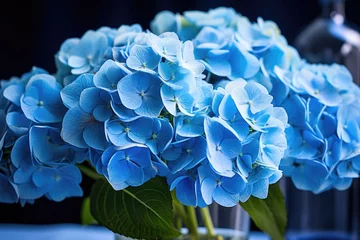 Rolgordijnen Blue hydrangea flowers on a blue background © Julia Jones