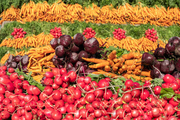 A diverse selection of freshly harvested root vegetables meticulously arranged and ready for...