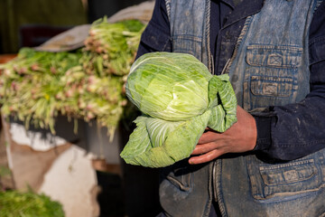 male holding cabbage for sale which harvested from his farm and freshly presented