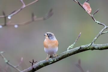 Pinson du Nord oiseau migrateur 