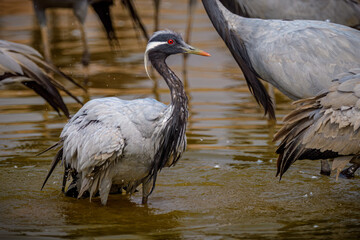 Demoiselle crane (Grus virgo)