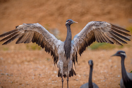 Demoiselle crane (Grus virgo)