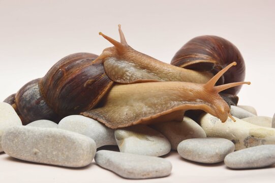 Two large brown Achatina snails lie on sea stones on a light background, sticking their body out of the shell.