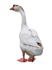 White Goose Gazing Intently on White Background.