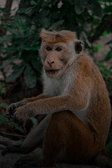 portrait of a monkey