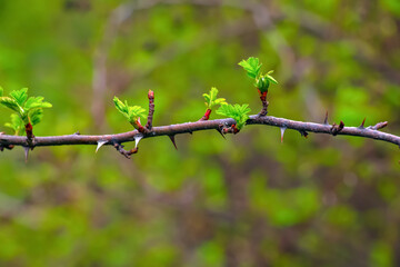 Fragment of a branch with buds of Rosa Hugonis in early spring, commonly known as the Chinese rose.